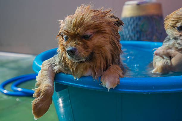 istock Sleepy dog in water 521551470