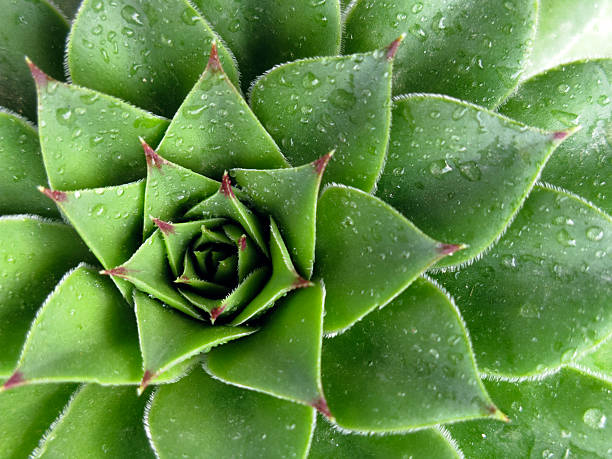 istock Houseleek plant, sempervivum tectorum, succulent - close up 13 521574897