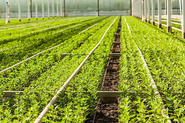 istock Chrysanthemums cuttings in a flower nursery 521575047