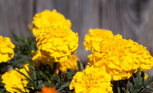 yelow flowers Marigold background