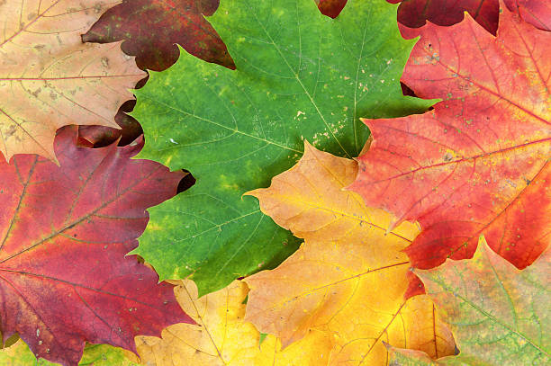 istock Background made of colorful maple leaves 521575771