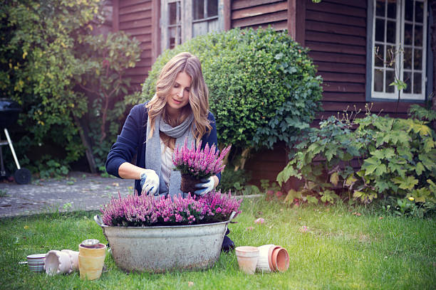 Woman in garden. Attractive woman planting flowers in garden. fall lawn stock pictures, royalty-free photos & images