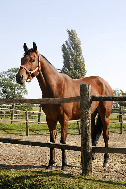 Bay horse stands in summer corral