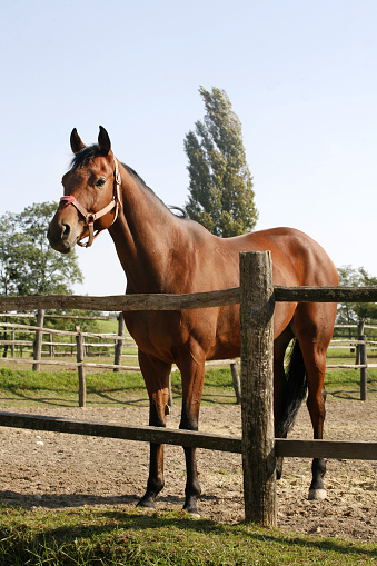 Purebred bay horse stands in summer corral