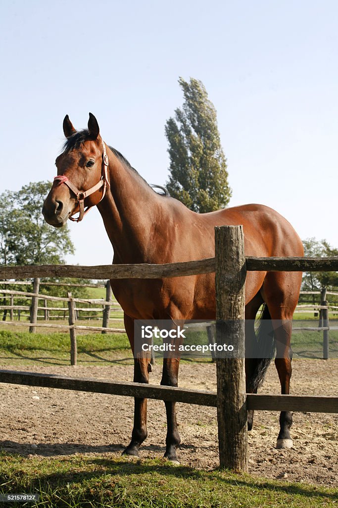 Bay horse stands in summer corral Purebred bay horse stands in summer corral Horse Stock Photo