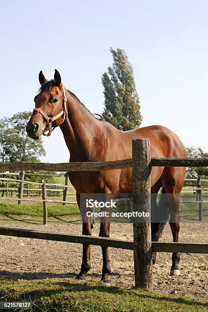 Bay Horse Stands In Summer Corral Stock Photo - Download Image Now - Horse, Corral, Standing