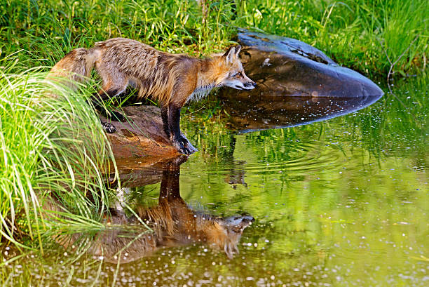 istock Close-up water reflection of Red Fox. 521578541
