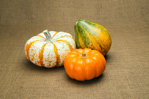 Three fall gourds are ready for Thanksgiving or Halloween