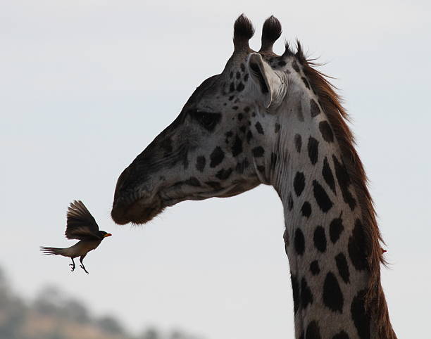 Hacker Giraffe 2.600+ Fotos, Bilder und lizenzfreie Bilder zu Madenhacker - iStock