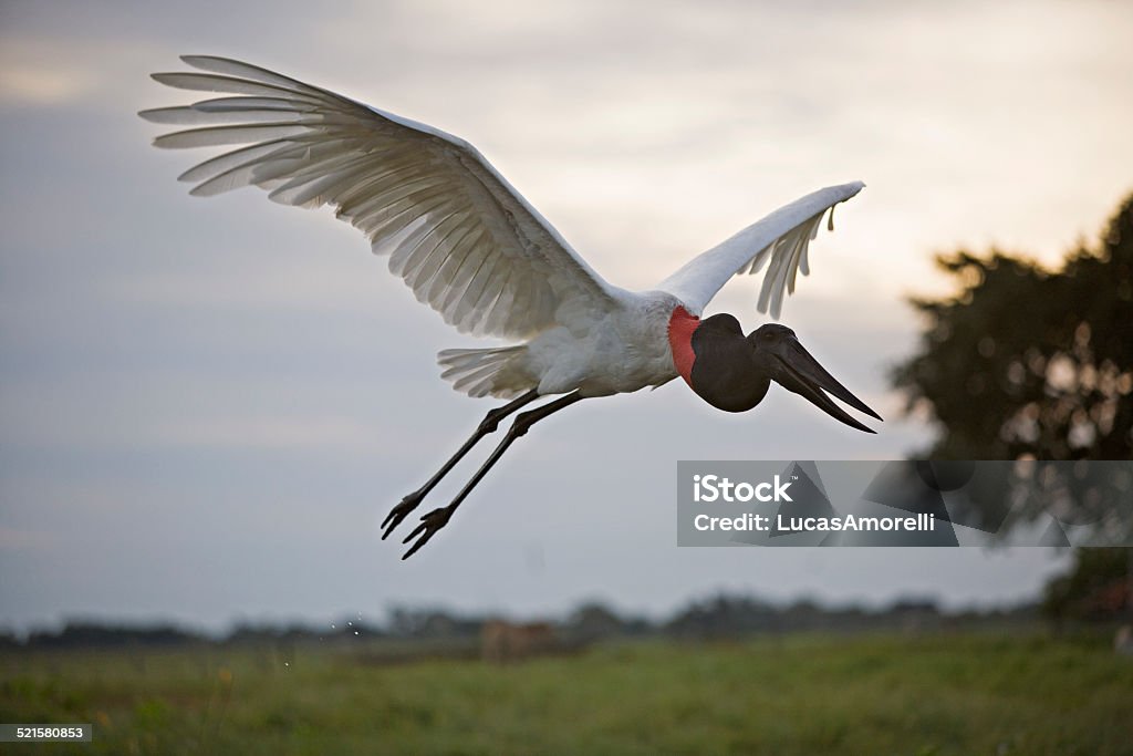 The jabiru or Tuiuiu The jabiru is a large stork found in the Americas from Mexico to Argentina, except west of the Andes. It is most common in the Pantanal region of Brazil and the Eastern Chaco region of Paraguay. It is the only member of the genus Jabiru Pantanal Wetlands Stock Photo