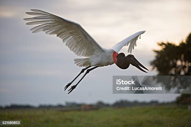 The Jabiru Or Tuiuiu Stock Photo - Download Image Now - Pantanal Wetlands, Chaco Culture National Historic Park, Paraguay