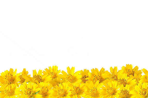 istock Yellow flowers on white background 521580917