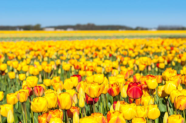 istock Large field with blooming tulips 521581107