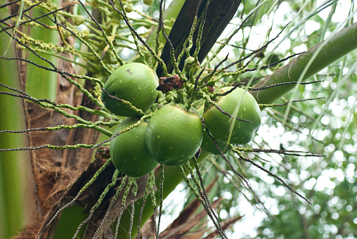 Coconut tree after the rain