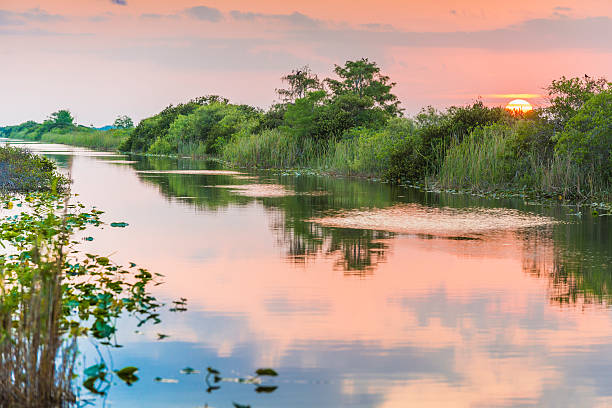 Florida Everglades Sunset Over Wetland Water Canal Landscape This is a horizontal, color, royalty free stock photograph shot with a Nikon D800 DSLR camera. The sky at dusk reflects pastel colors on the tranquil water's surface. Lilly pads float on this wetland landscape. Trees fill the background. everglades national park photos stock pictures, royalty-free photos & images