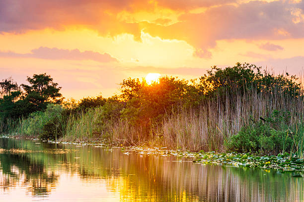 Florida Everglades Sunset Over Wetland Water Canal Landscape This is a horizontal, color, royalty free stock photograph shot with a Nikon D800 DSLR camera. The sky at dusk reflects pastel colors on the tranquil water's surface. Lilly pads float on this wetland landscape. Trees fill the background. brackish water stock pictures, royalty-free photos & images