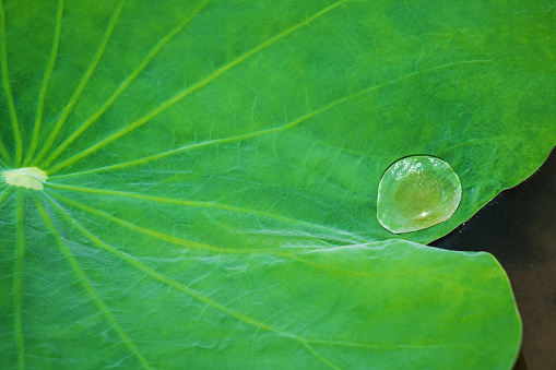 Water drop on lotus leaf