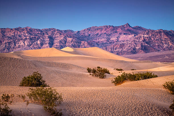 Mesquite Flat Dunes, Death Valley National Park Windswept landscape of Mesquite Flat Dunes, Death Valley National Park, at sunset with a clear sky. death valley desert photos stock pictures, royalty-free photos & images