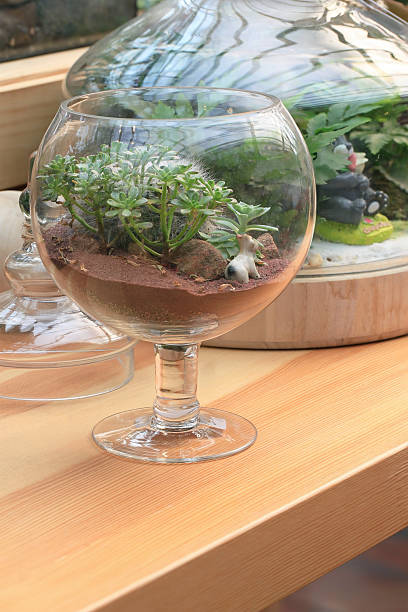 istock Miniature succulent plants in glass. 521602982