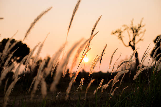 istock field of grass during sunset 521604576