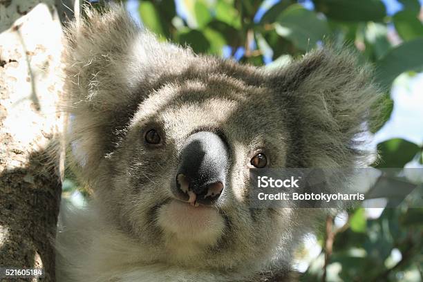 Close Up Of A Young Koala In A Tree Stock Photo - Download Image Now - Animal Body Part, Animal Ear, Animal Hair