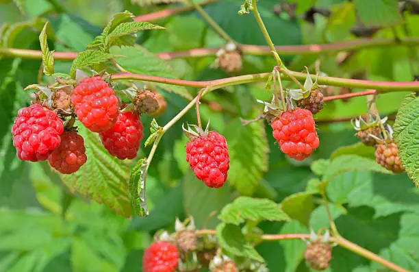 A close up of the berries raspberry on branch.