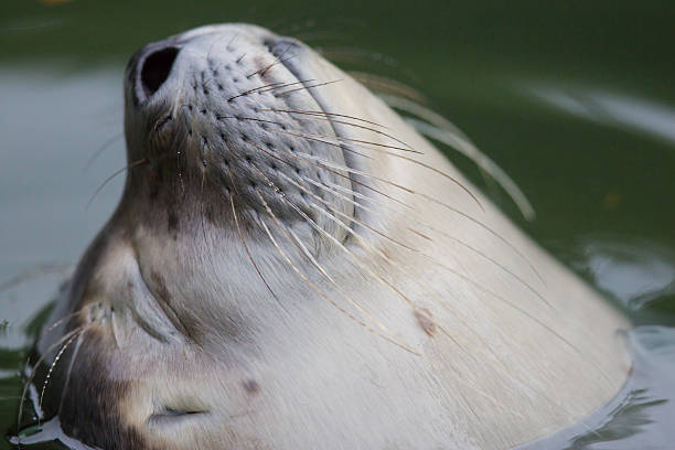 istock portrait of a common seal 521606334