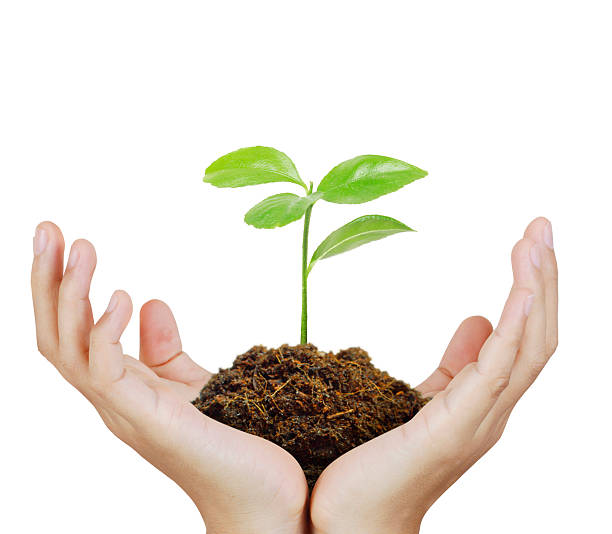 istock Man holding plant in  hand 521606522