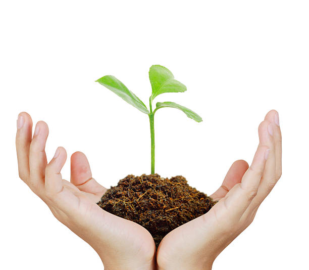 istock Man holding plant in  hand 521606536