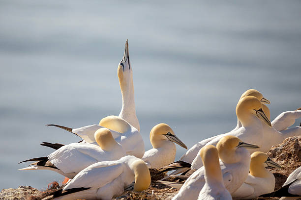 istock northern gannet sitting on the nest 521607954