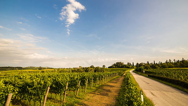 istock grapevine field in the italian countryside 521608122