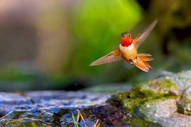 beija-flor no parque dourado gate, são francisco - bird hummingbird flying annas hummingbird imagens e fotografias de stock