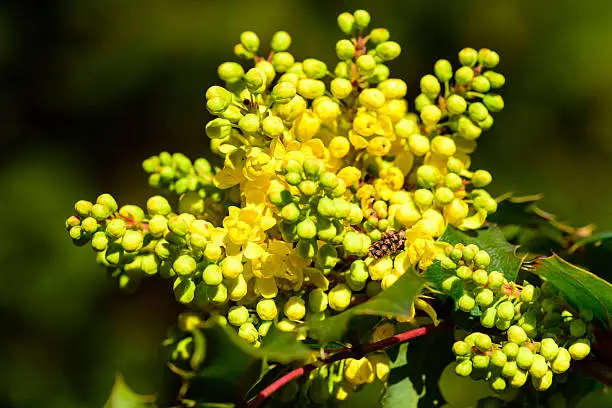 Mahonia aquifolium, the Oregon grape, is staring to bloom with its lovely and colorful, yellow flowers.