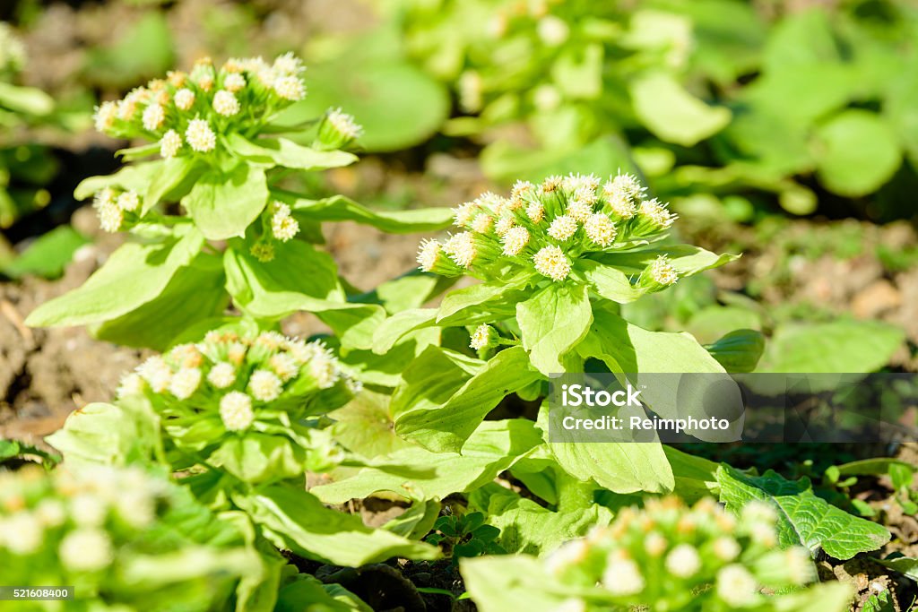 Japonicas petasites Petasites japonicas, also known as fuki, bog rhubarb, Japanese sweet coltsfoot or giant butterbur. Here seen in bloom with delicate white flowers in early spring sunshine. Agriculture Stock Photo