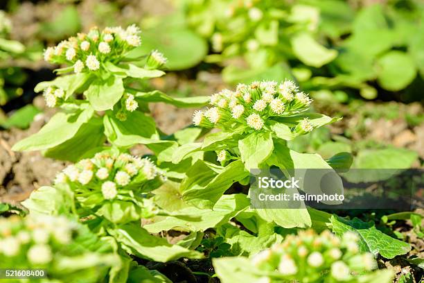 Japonicas Petasites Stock Photo - Download Image Now - Agriculture, Bog, Botany