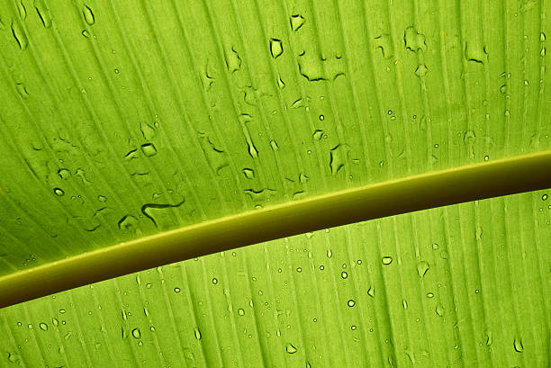 intérieur d'une feuille de bananier montrant la côte et les veines - chlorophyll striped leaf natural pattern photos et images de collection