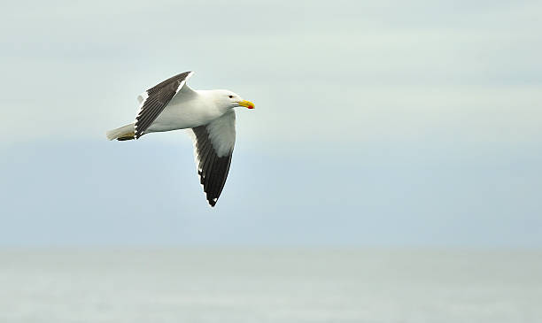 istock Flying adult Kelp gull 521609282