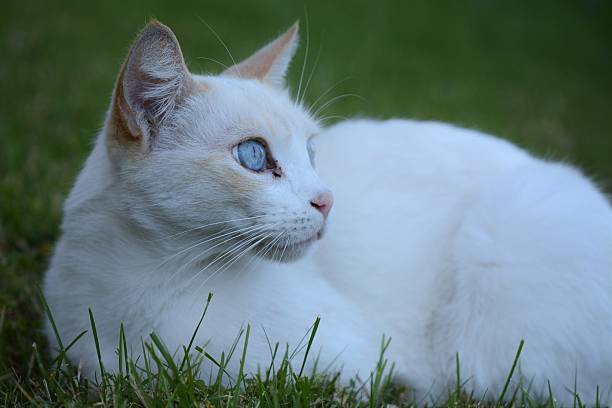 istock Siamese Cat relaxing on lawn 521609860