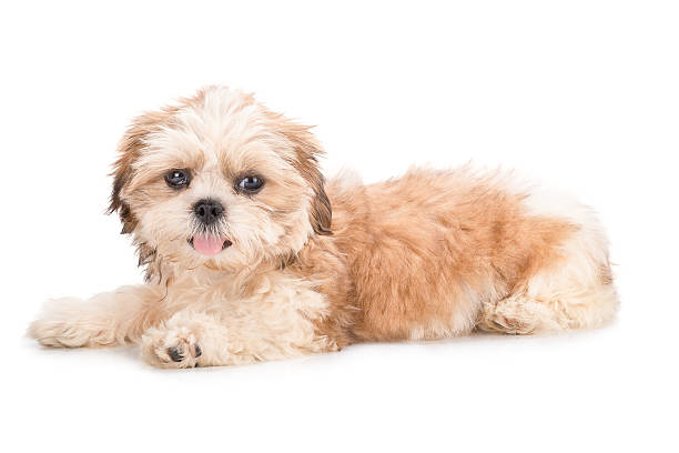 istock Shih-tzu puppy posing isolated on white background 521609926