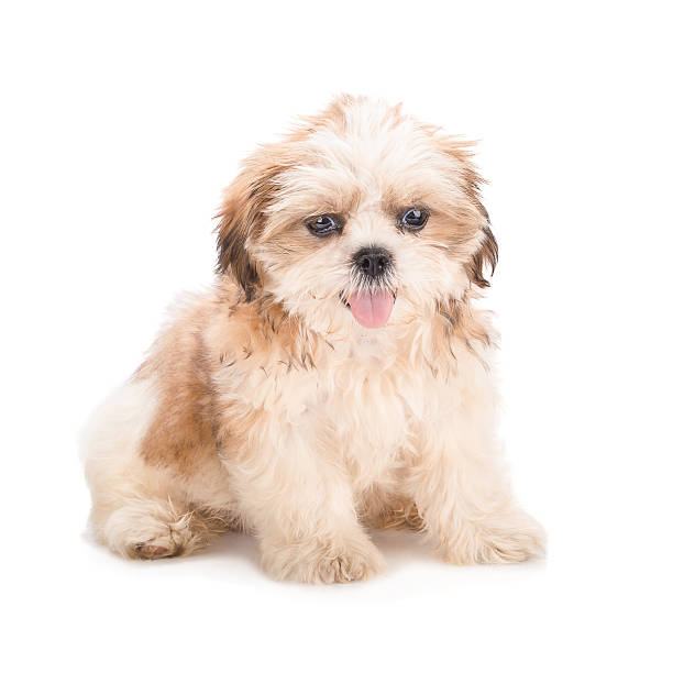 istock Shih-tzu puppy posing isolated on white background 521610066
