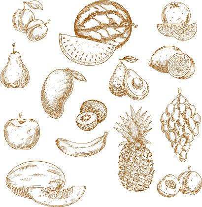 Vintage sketches of whole and halved fresh garden and tropical fruits with bunch of grape, orange, lemon, apple, peach, pear, mango, avocado, banana, pineapple, kiwi, watermelon, plum and melon. Retro drawing icons for recipe book, vegetarian menu, agriculture design