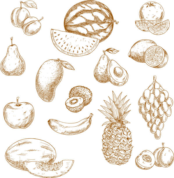 Whole and halved fresh fruits vintage sketch icons Vintage sketches of whole and halved fresh garden and tropical fruits with bunch of grape, orange, lemon, apple, peach, pear, mango, avocado, banana, pineapple, kiwi, watermelon, plum and melon. Retro drawing icons for recipe book, vegetarian menu, agriculture design mango fruit drawing stock illustrations