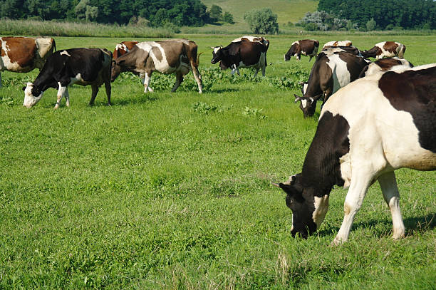 istock Cows on green grass in the summertime 521611604