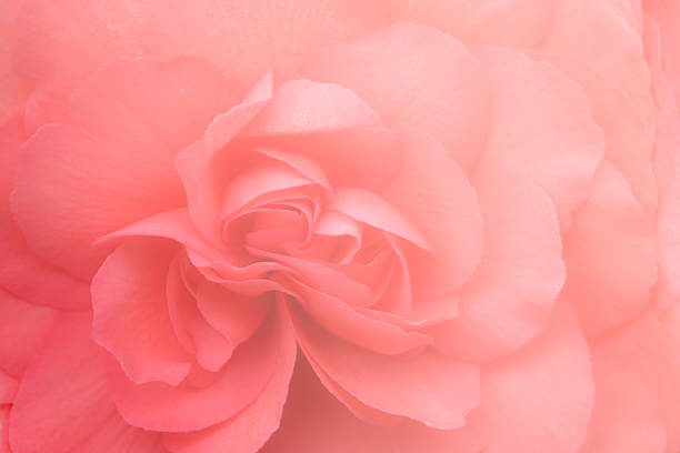 istock Pink Kalanchoe blossfeldiana. 521612136