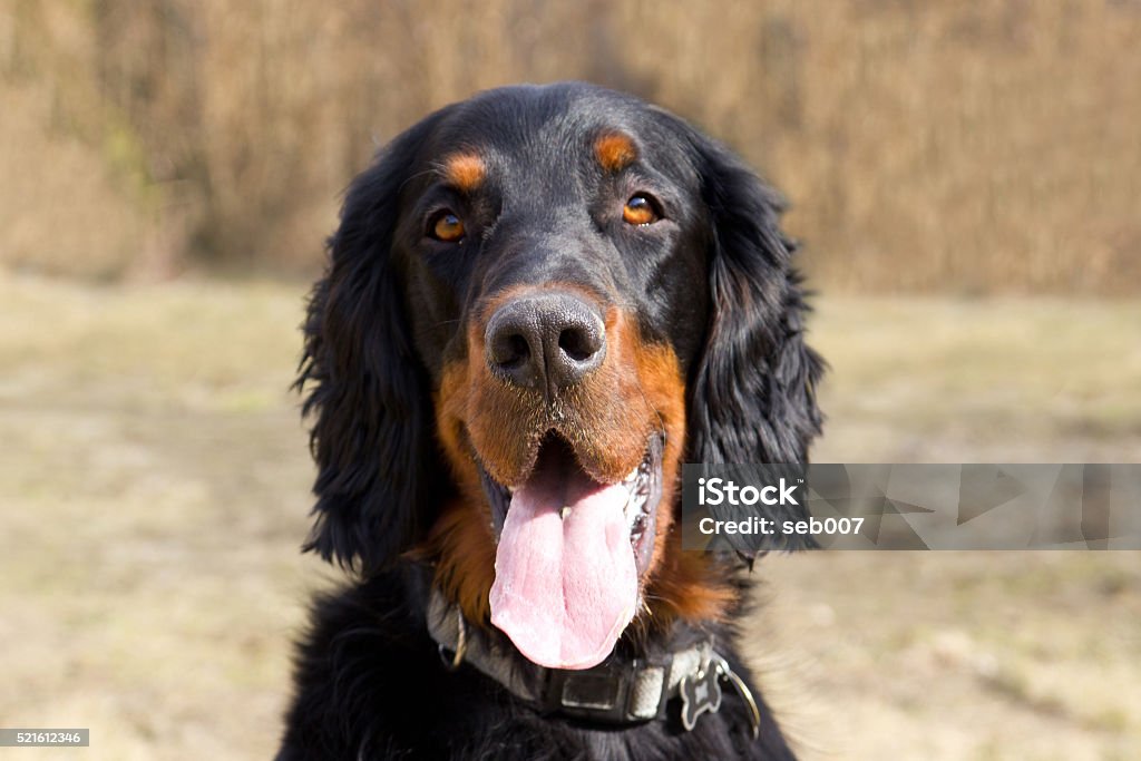 Cute Gordon Setter Cute Gordon Setter outside Animal Stock Photo