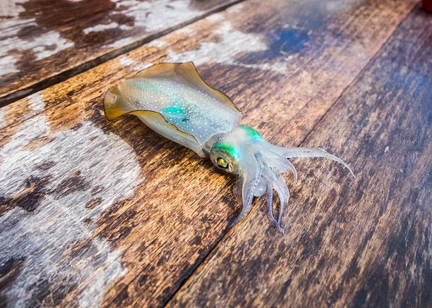 Bigfin Reef Squids are easy to distinguish from other squids in that they possess thick and muscular oval fins that extend around almost the entire mantle. Because of these fins, bigfin reef squids are sometimes mistaken for cuttlefish. The bigfin reef squid is the most widespread species in the genus Sepioteuthis. It is found in temperate and tropical regions of the Indian Ocean and the Western Pacific Ocean.\nAt night, when the Bigfin Reef Squids are most active, they are commonly found in shallow areas from 0-100m around reefs, sea grass beds, sandy bottoms, or rocky shorelines. They surface at night, as it is less likely to be detected by predators. During the day, they generally move to deeper waters or near any form of cover, such as floating driftwood, reefs, rocks, or grasses.\nSquids have speedy colour-changing abilities as their pigment cells, the chromatophores, rapidly change size and colour and the visual effect is enhanced by light reflecting cells, the iridocytes. They can shoot ink (dark melanin pigment) to confuse predators and aide in escapes. \nThis specimen laid egg capsules on a boie rope. \nLembeh Strait, Indonesia\n1°28'8.9165 N 125°14'39.1048 E at 16m depth