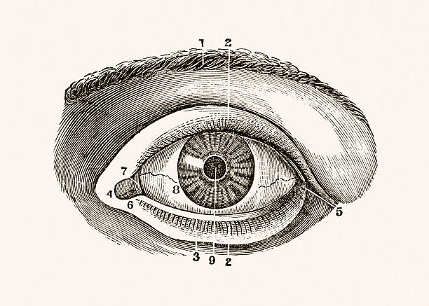 istock Human Eye 19 century medical illustration 521613574