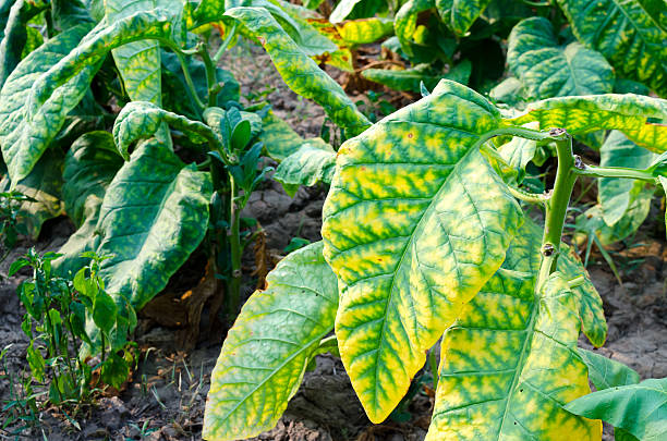 istock Tobacco plantation 521616134