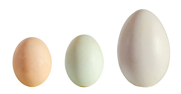 istock Collection of eggs, large white goose egg, duck egg 521616552
