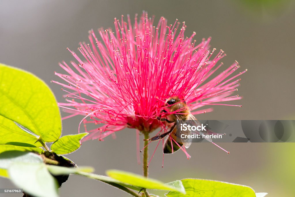 Puderquaste Blume und Honeybee - Lizenzfrei Apis Stock-Foto